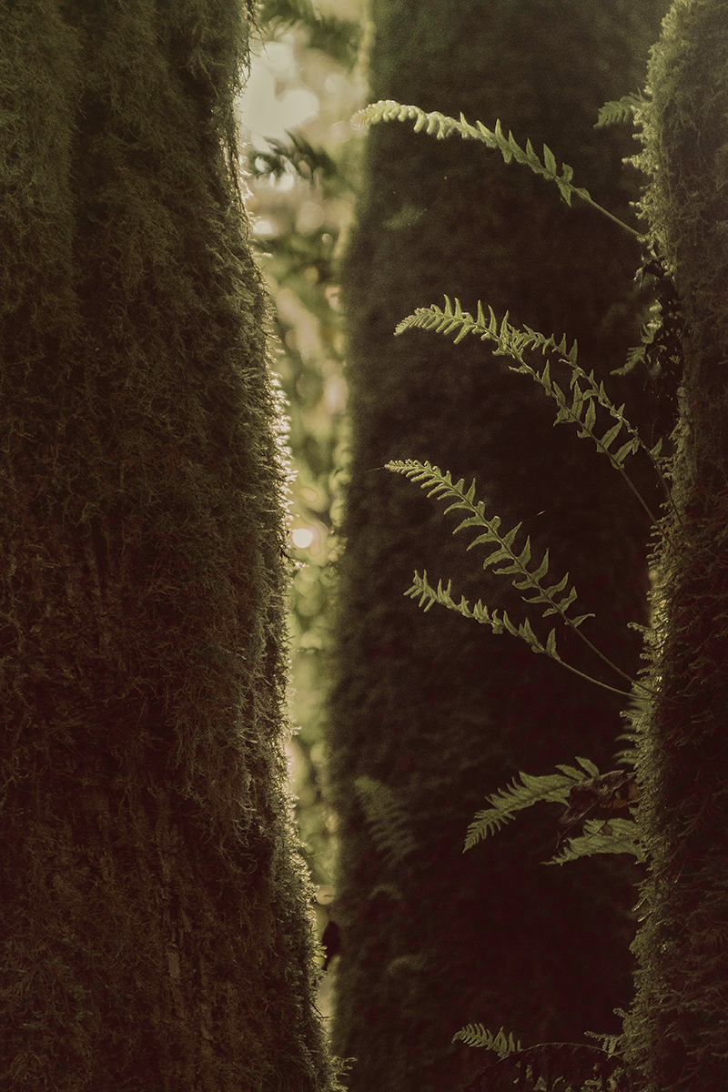 FERNS CATCHING THE LIGHT by Lynn Rosenhahn